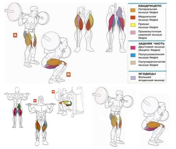 Упражнения на квадрицепс бедра